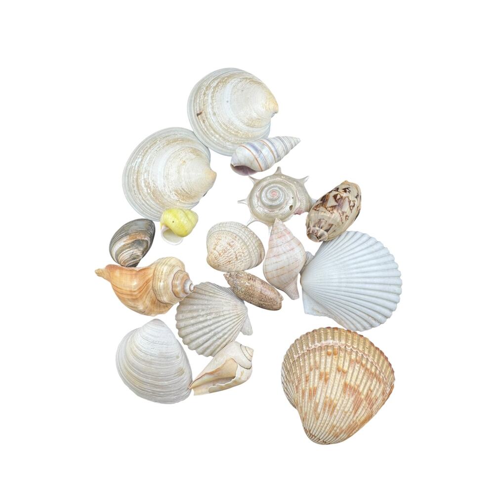 Natural Seashell Various Types and Sizes Harvested 1980s MIxed Lot of 16 Shells